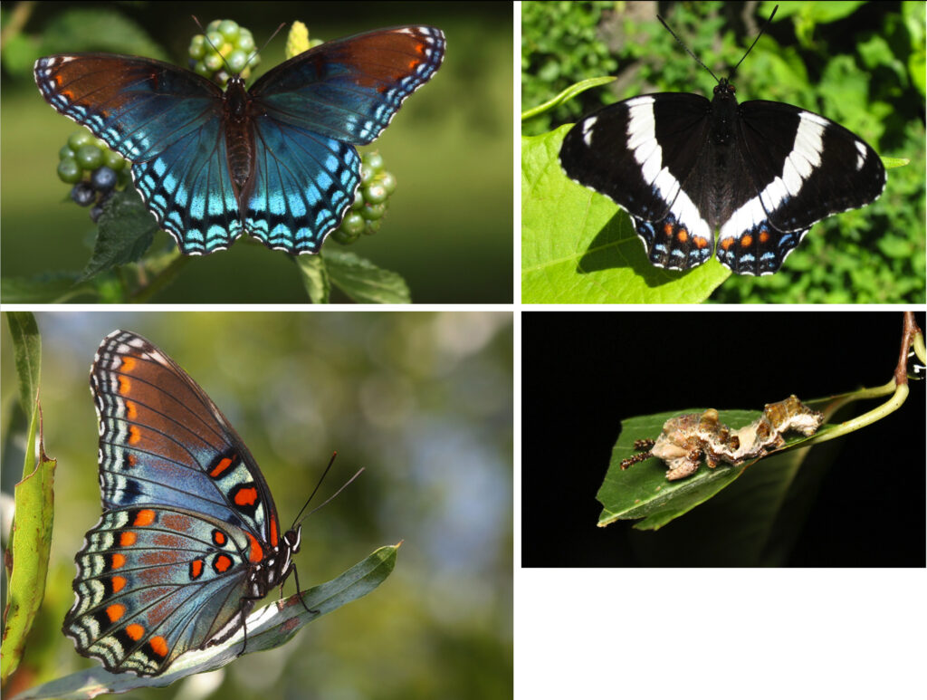 A composite of four photos: the Red-dorsal and ventral views and larva, White Admiral dorsal view.