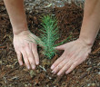 A pine tree seeding is freshly planted and has a person's hands around it.