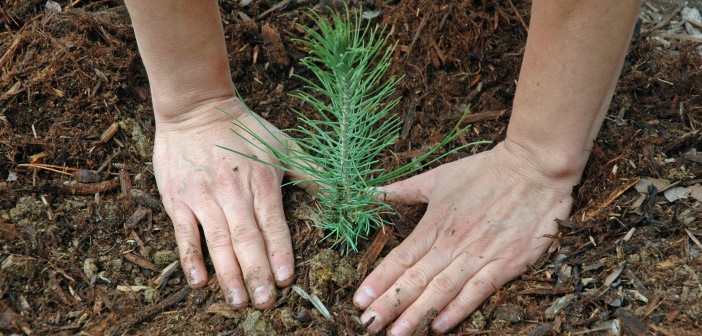 A pine tree seeding is freshly planted and has a person's hands around it.