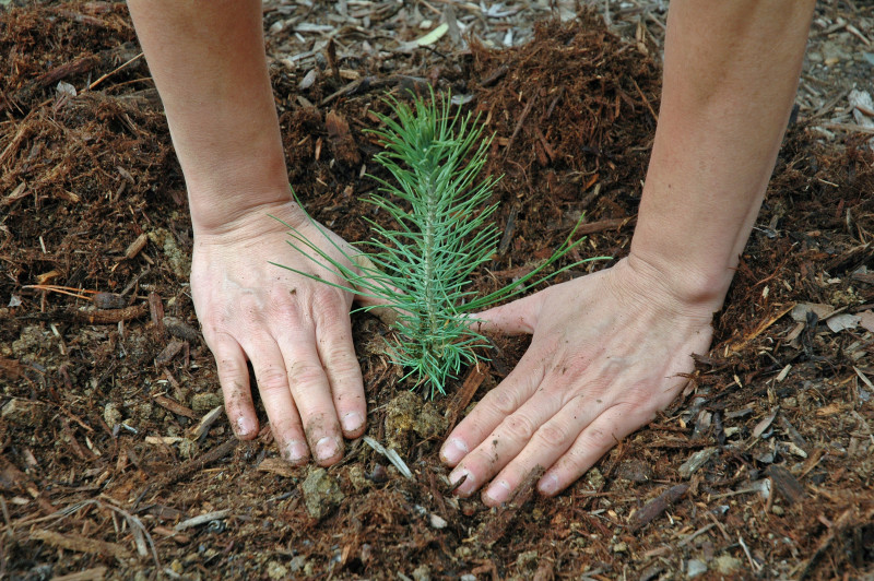 A pine tree seeding is freshly planted and has a person's hands around it.