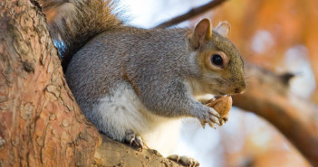 Eastern Gray Squirrel is standing on a tree limb and holding a nut up to its mouth.