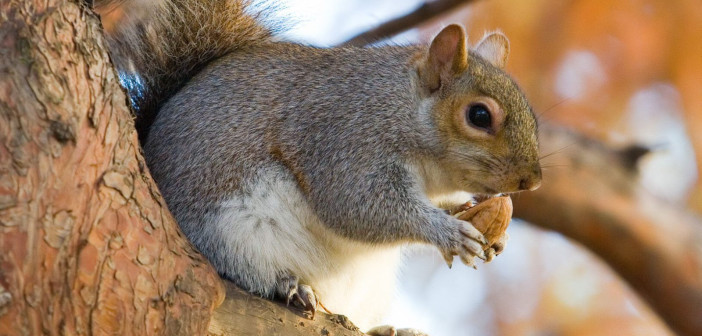 Eastern Gray Squirrel is standing on a tree limb and holding a nut up to its mouth.