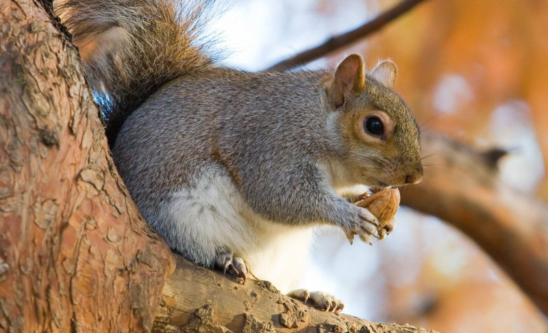 Eastern Gray Squirrel is standing on a tree limb and holding a nut up to its mouth.