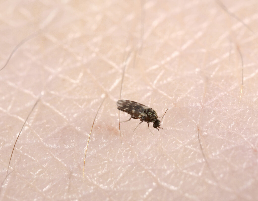 A tiny biting midge is shown a human skin. A few short hairs can also be seen on the skin.