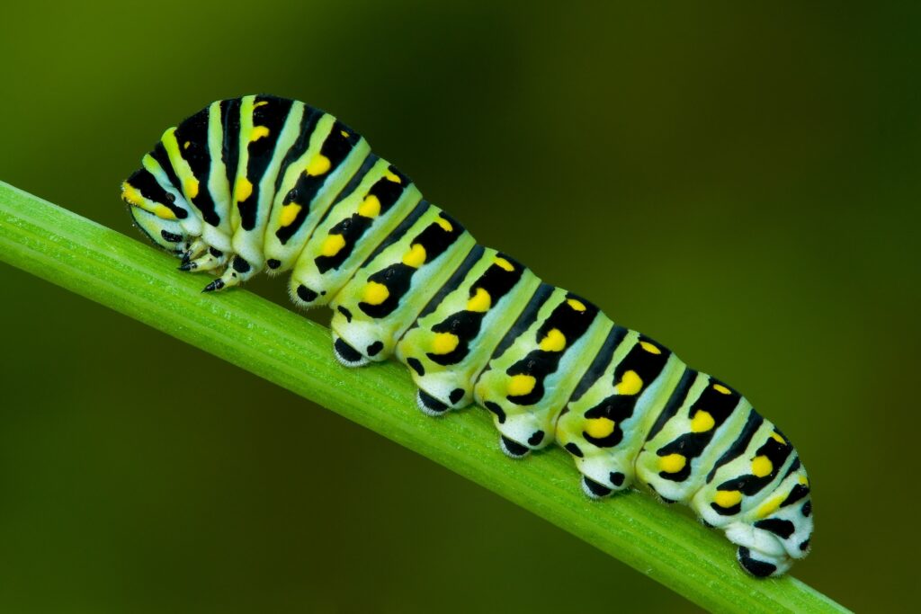 A Black Swallowtail Butterfly larva is seen from the side as it clings to a green plant stem.