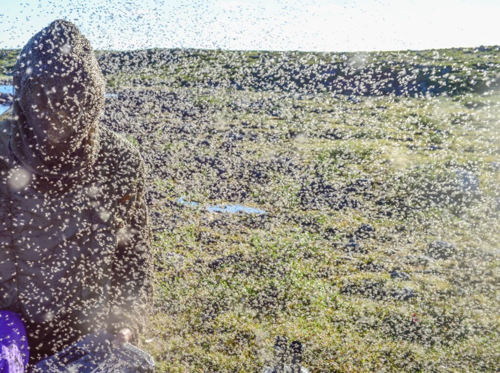 A huge swarm of black flies almost obscure the figure of a person. Areas of water can be seen in the background.