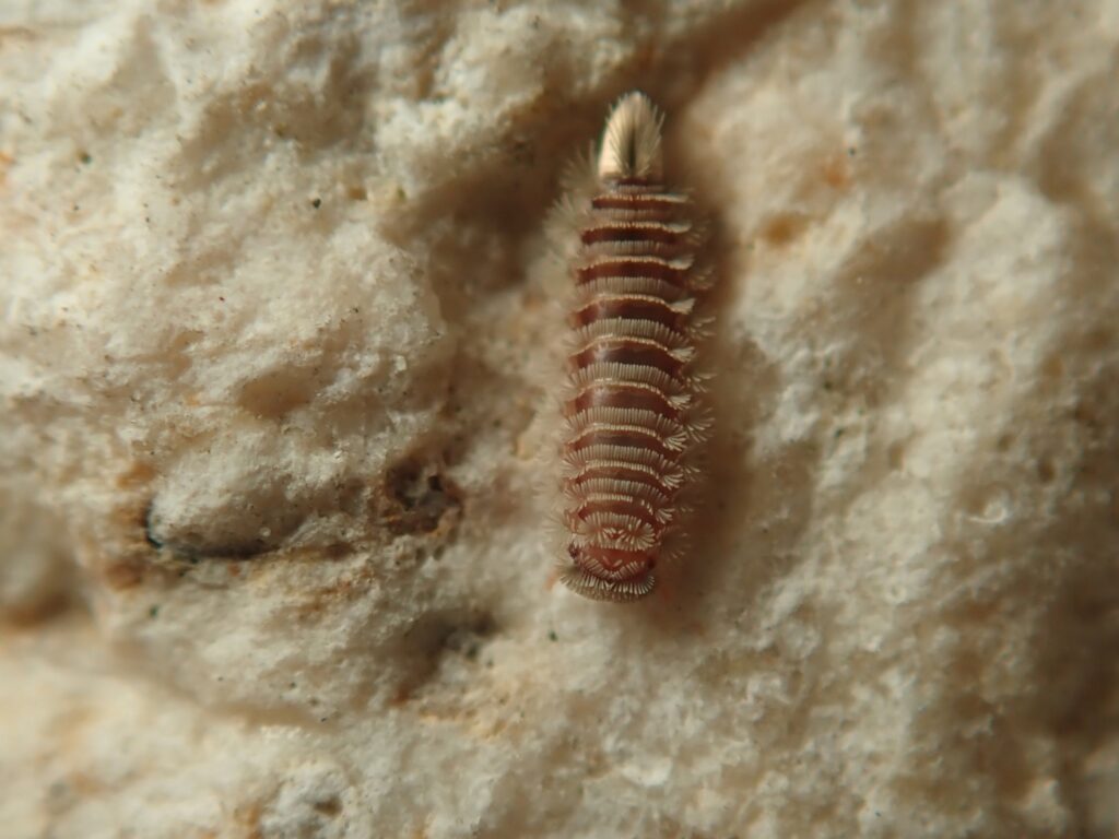 A bristly millipede is seen on a sand-colored surface.