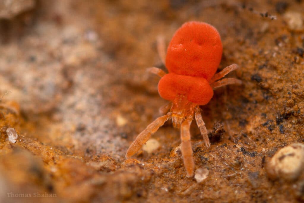 A bright red chigger is standing on a brown surface.