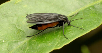 A Dark-winged Fungus Gnat is standing on the surface of a green leaf, as seen from the side.