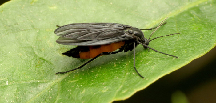 A Dark-winged Fungus Gnat is standing on the surface of a green leaf, as seen from the side.