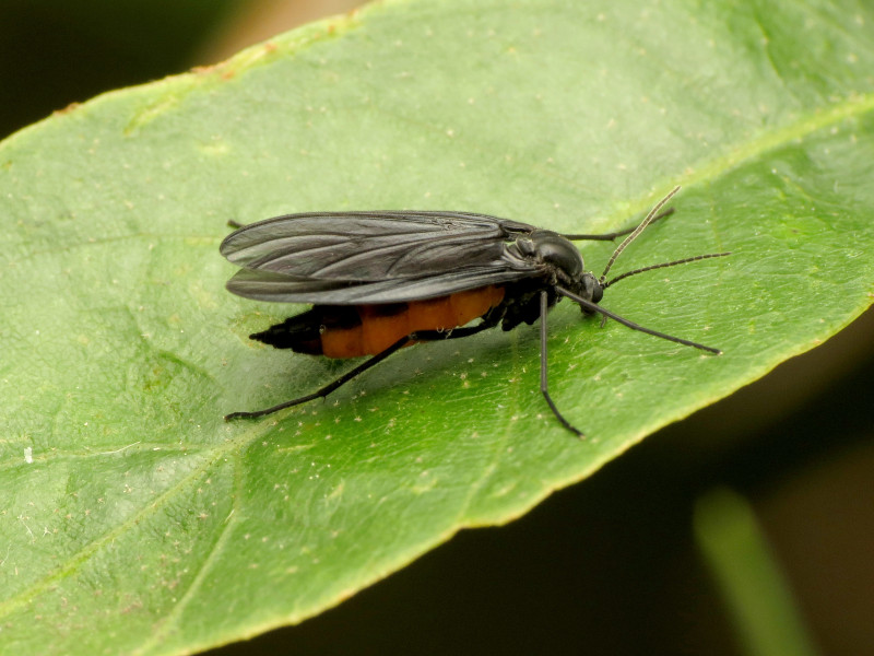 A Dark-winged Fungus Gnat is standing on the surface of a green leaf, as seen from the side.