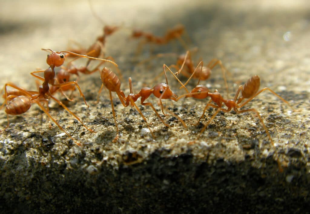 Several reddish-brown fire ants seem to be milling about atop their nest.