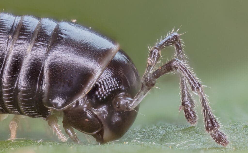 A millipede's head and first three body segments are shown in close up from the side.