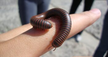 An American Giant Millipede is shown clinging on top of a human's finger.