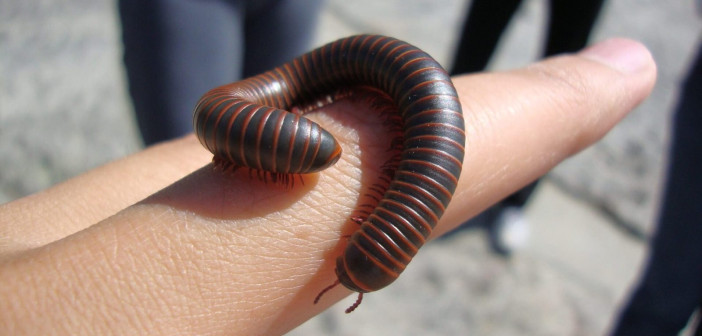 An American Giant Millipede is shown clinging on top of a human's finger.