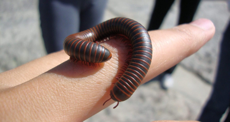 In your yard: millipedes, the first land animals