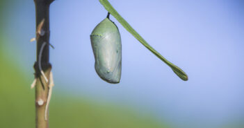 A Monarch chrysalis is attached to a thin green, horizontal plant stem.