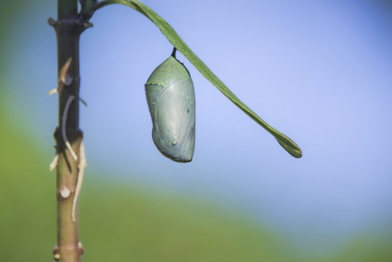 A Monarch chrysalis is attached to a thin green, horizontal plant stem.