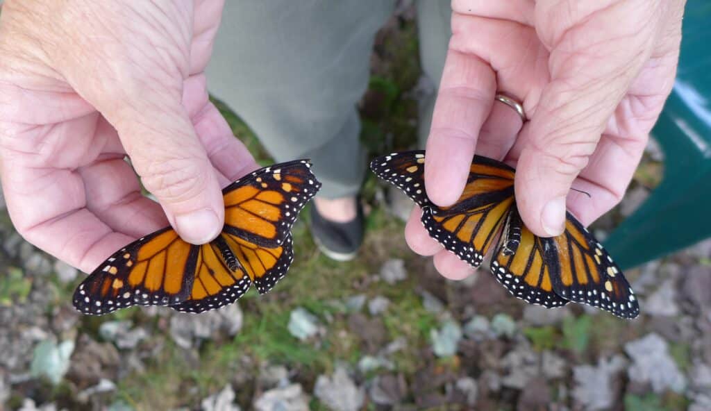 A human's right hand is holding a male Monarch and the left hand is holding a female, showing the differences in patterning between them.