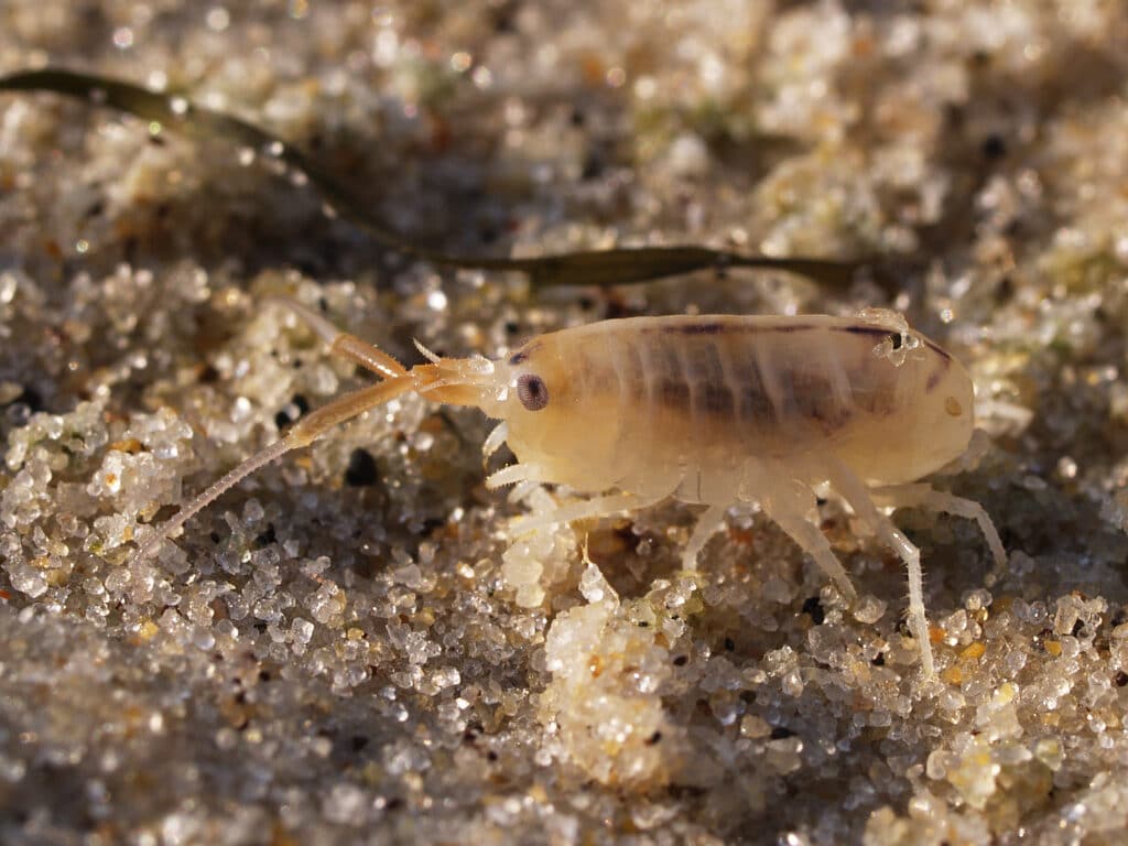 A close up of a sand flea standing on a sandy surface, as seen from the side.