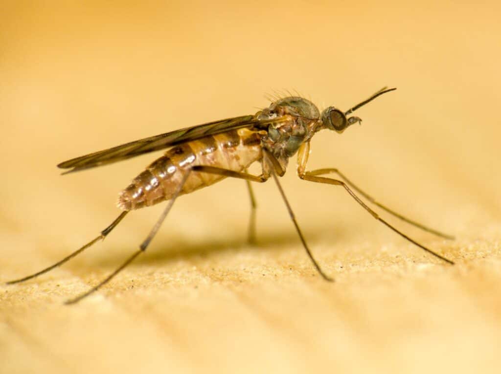 A Wood Gnat is standing on a light surface, as seen from the side.