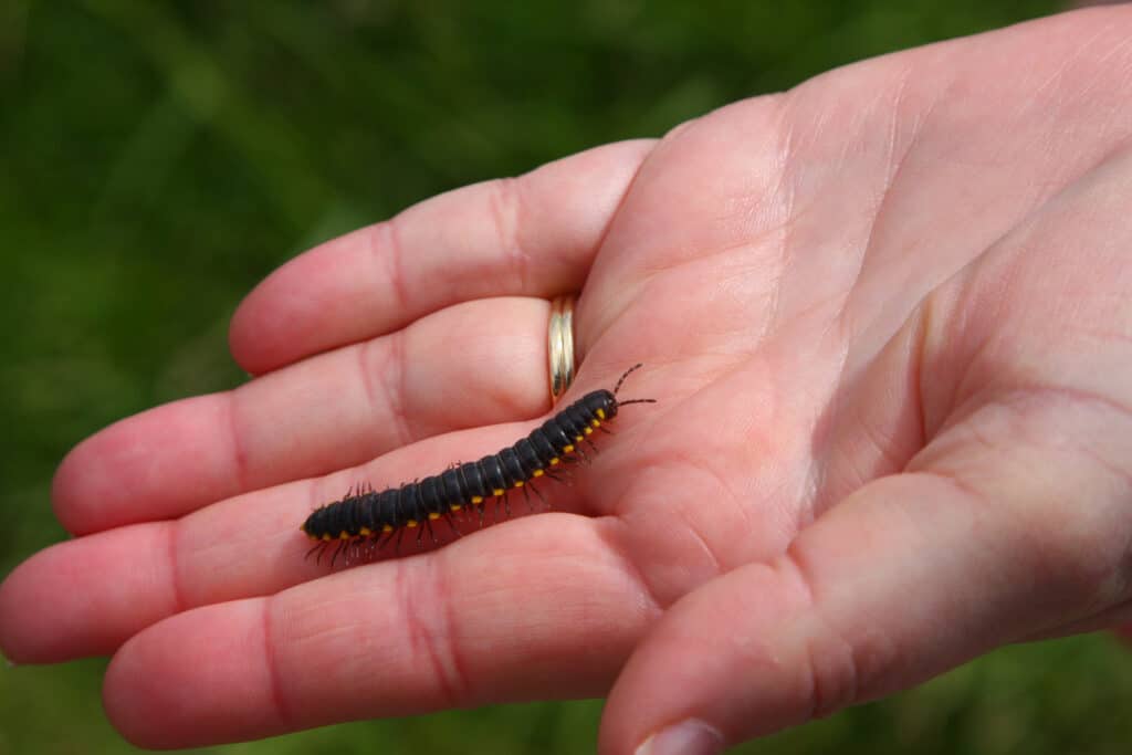 A Yellow-spotted Millipede is standing on the palm of a person's hand.