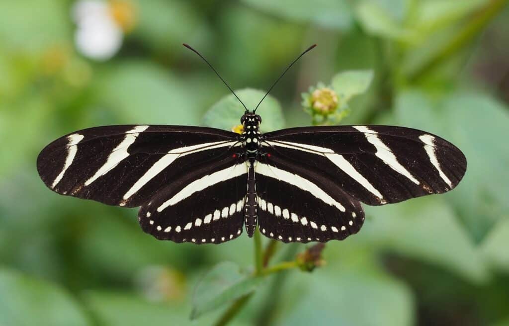 A Zebra Longwing Butterfly is seen from above. It's wings are outstretched and itd's standing on a plant stem.