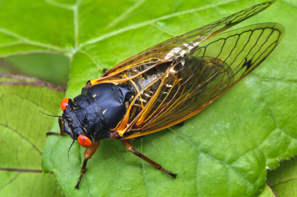 A 17-year Cicada is shown standing on a green leaf, as seen from above.