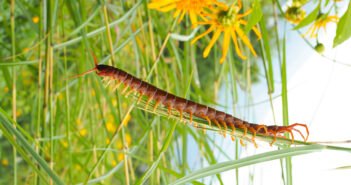 A centipede is shown from the side as it stands on a blade of grass.