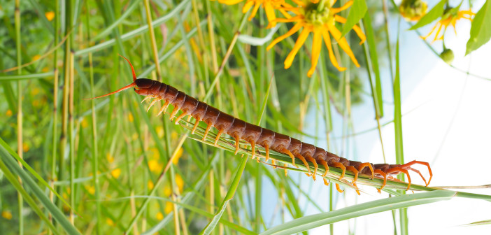 In your yard: centipedes