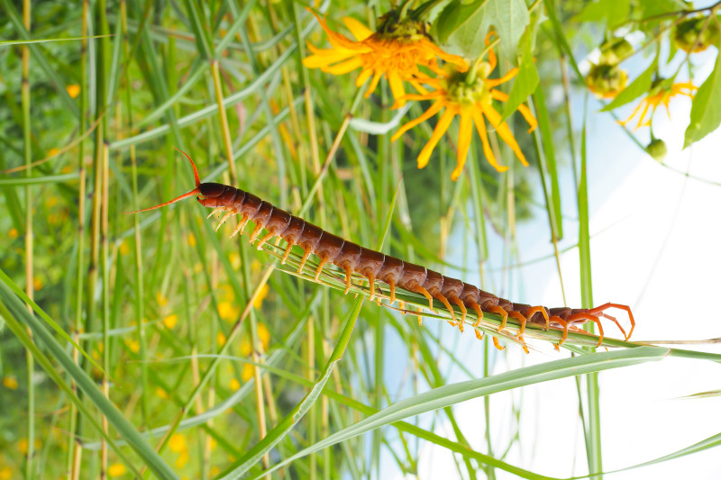 A centipede is shown from the side as it stands on a blade of grass.