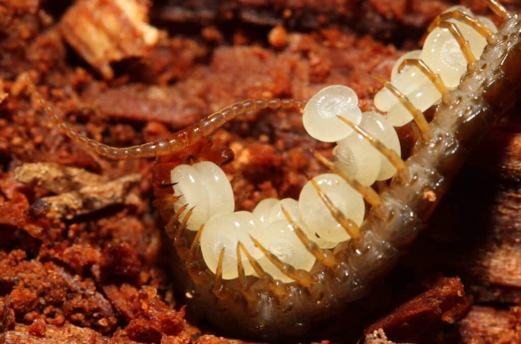 A centipede of unknown species is show curled around some of her eggs.