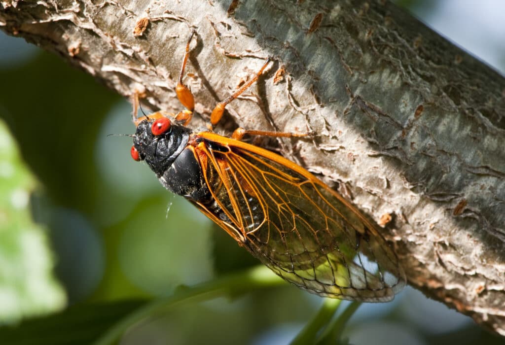 A 13 year cicada is clinging to the underside of a tree branch.