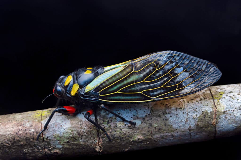 A colorful Distantalna splendida Cicada is seen from the side. It is black with markings of blue, yellow and red.