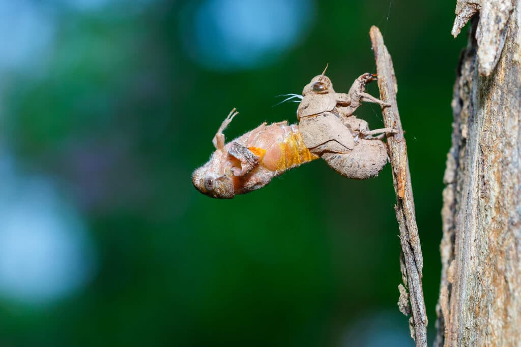 An adult cicada is emerging from its exoskeleton, as seen from the side.