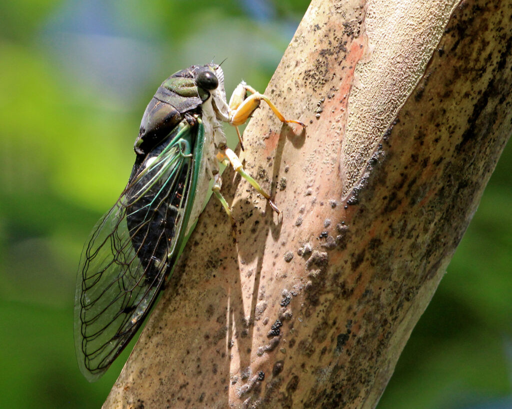 An Eastern Dog-day Cicada is clinging to a tree trunk, as seen from the side.