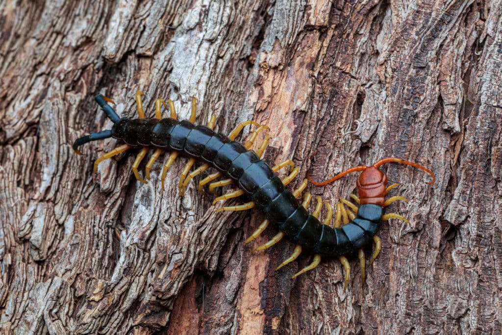 A giant Desert Centipede is standing on a woody surface, as seen from above.