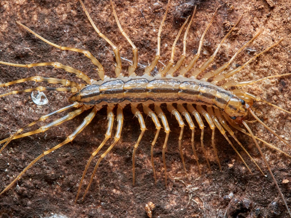 A house Centipede is seen from above while it stands on a brown surface that looks like old wood.