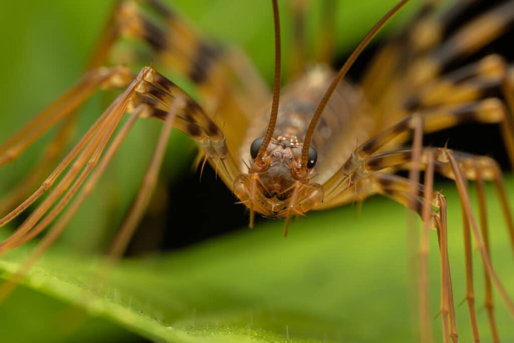 Close up of the face of a House Centipede, as seen from the front.