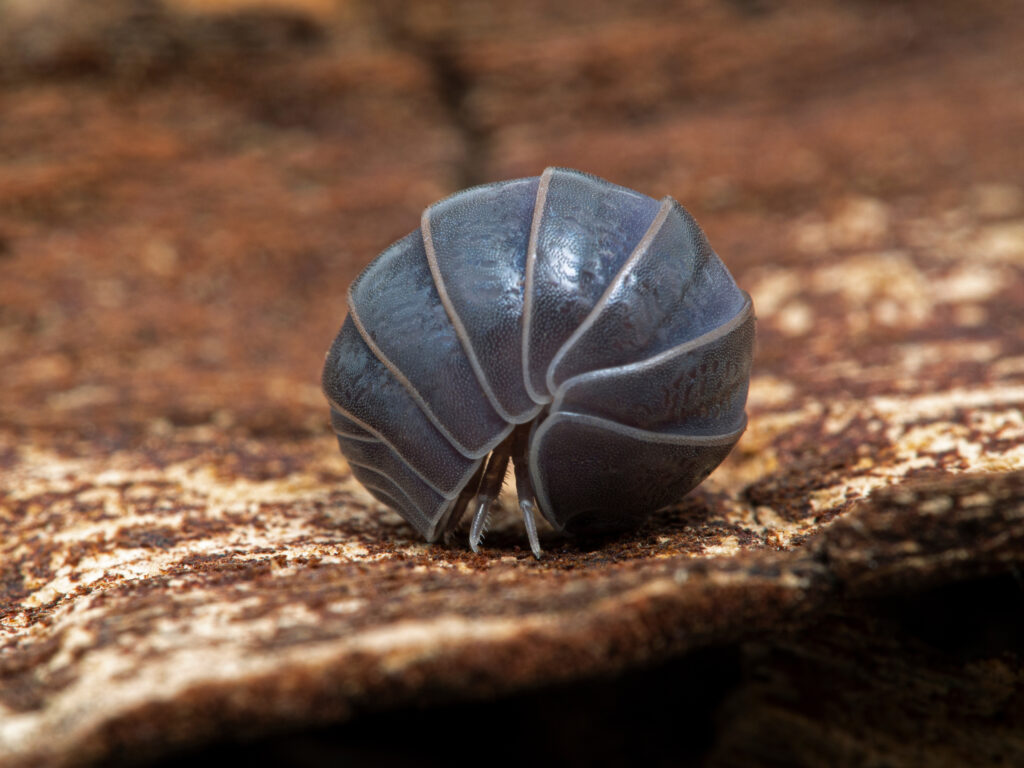 An Oak-woodland Pill Bug, which is gray in color, is shown almost closed within it's exoskeleton. Two legs are still seen.