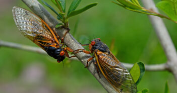 Two 17-year cicadas are facing each other as they cling to a thin twig.