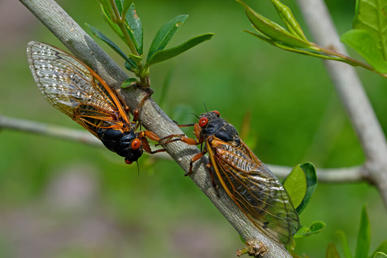 Two 17-year cicadas are facing each other as they cling to a thin twig.