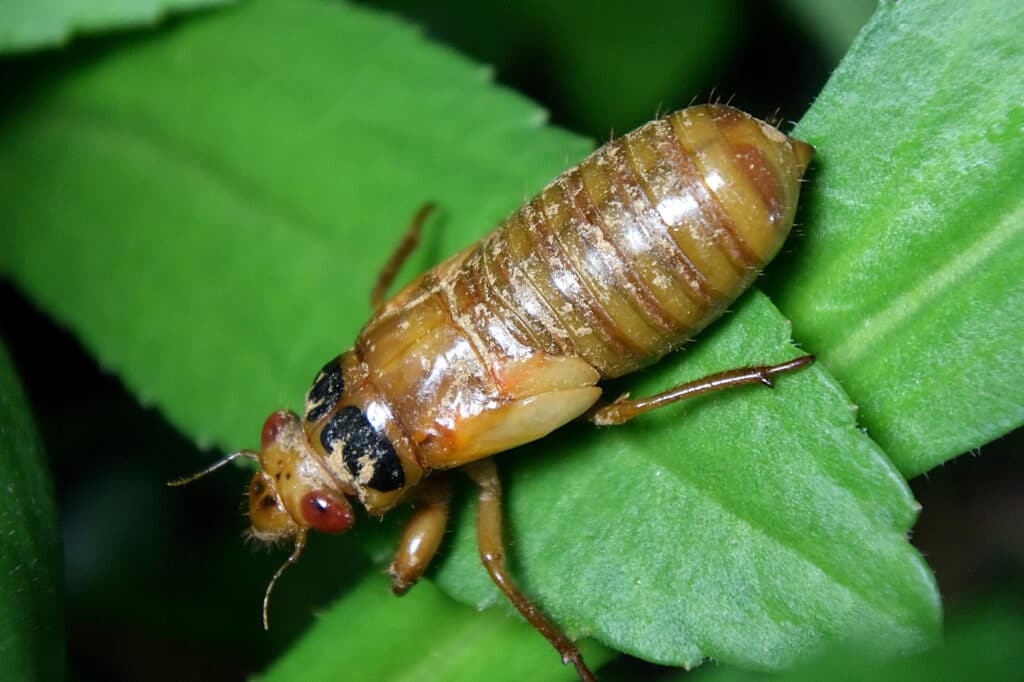 Periodical cicada nymph just prior to its final molt. Its wings aren't fully developed.