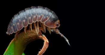 A Pill Bug is seen from the side as it stands on a green leaf.