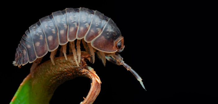 In your yard: pill bugs (roly-poly bugs)