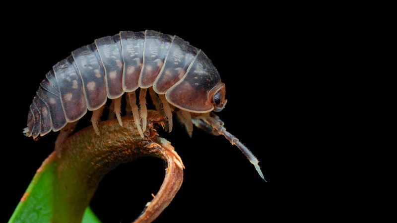 A Pill Bug is seen from the side as it stands on a green leaf.