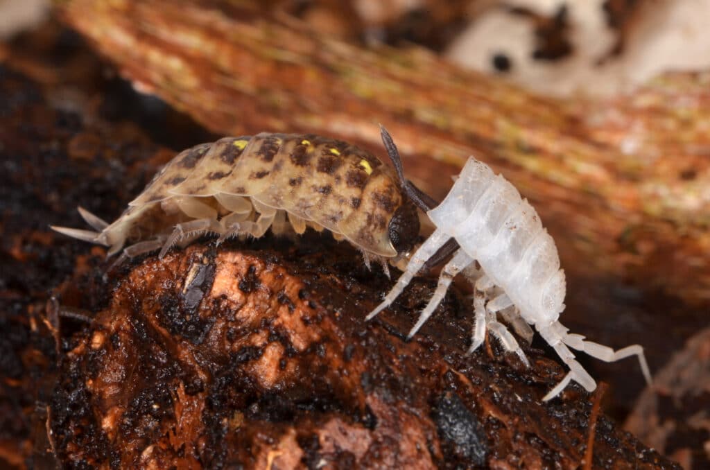 A pill bug is shown with half of its exoskeleton shedding off. The pill bug is brown with a line of yellow spots and the shedded exoskeleton is pure whie.