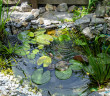 A small circular pond lined with stones has lily pads in it and plants around the border.