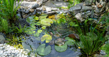 A small circular pond lined with stones has lily pads in it and plants around the border.