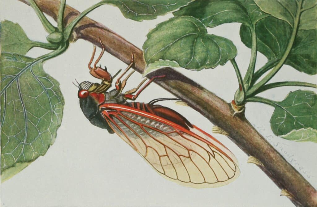 A color illustration of a female cicada clinging to the underside of a twig. Her ovipositor is shown penetrating the twig.